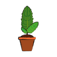 Plant in pot icon vector illustration graphic design