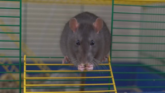 little rat eating cheese 4k