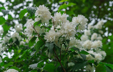 Jasmine bush with beautiful, terry, white flowers.