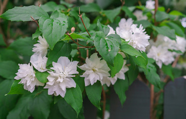 Jasmine bush with beautiful, terry, white flowers.