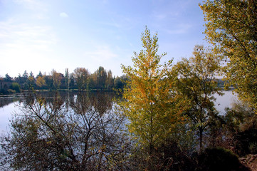 Árboles y arbustos en el lago del jardín del parque 