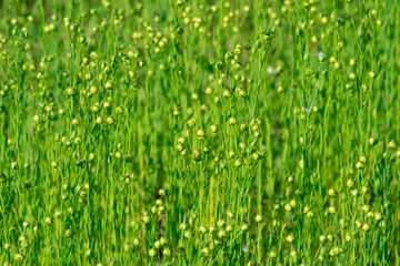 Green grass - 169220736