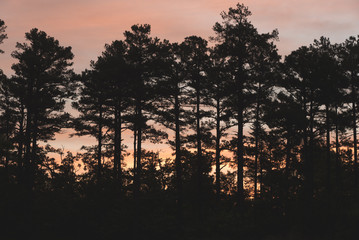 Sunrise through the trees in Arkansas