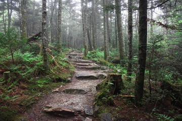 Foggy hike on the Deep Gap Trail, North Carolina - 169220792