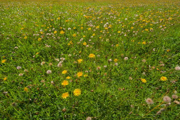 Meadow with lots of Dandelions