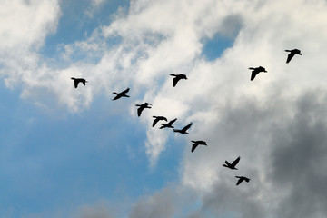 Cormorants Phalacrocorax carbo group silhouette flying high up in a V formation against the cloudy sky. Birds migration concept. Pomerania, northern Poland.
