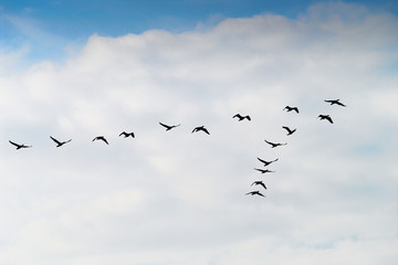 Cormorants Phalacrocorax carbo group silhouette flying high up in a V formation against the cloudy sky. Birds migration concept. Pomerania, northern Poland.
