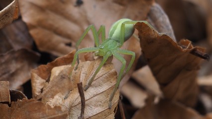 ragno mille occhi