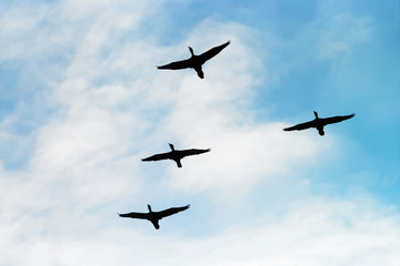 Cormorants Phalacrocorax carbo group silhouette flying high up in a V formation against the cloudy sky. Birds migration concept. Pomerania, northern Poland.