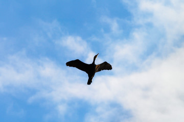 Solitary cormorant Phalacrocorax carbo bird flying up with wings spread against the blue sky and white clouds. Pomerania, northern Poland.