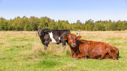 cattle on farmland