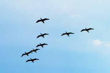 Cormorants Phalacrocorax carbo group silhouette flying high up against the blue sky. Bird migration concept. Pomerania, northern Poland.