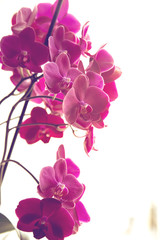 Naklejka na ściany i meble Blooming orchid
