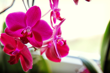 Purple orchids, Violet orchids. Orchid is queen of flowers.
