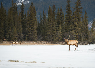 Elk