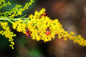 Feuerkäfer auf Blüten