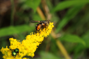 Fliege auf Goldregen
