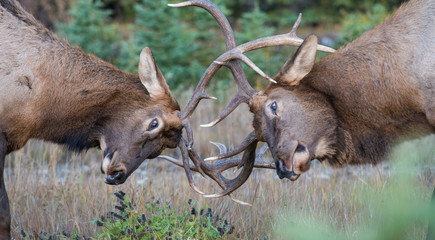 Elk
