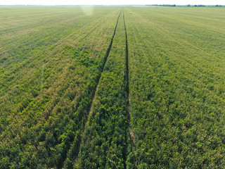 flight over a wheat field against a sunset background.