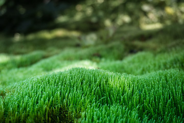 Dywan Green Moss Nature - 169222576