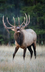 Elk - 169222583
