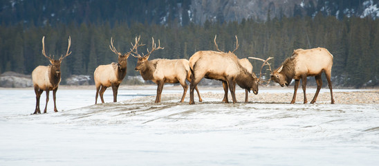 Obraz premium Elk