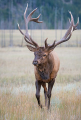 Elk