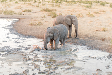 Fototapeta na wymiar African elephant stirring up mud in waterhole for mud bath
