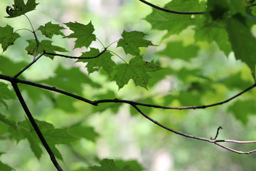 leaves