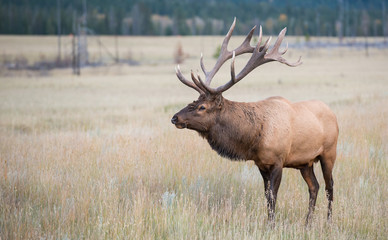 Elk
