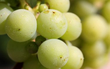 Light grapes with morning raisins