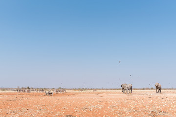 Elephants, Burchells Zebras and Hartmann Mountain Zebras