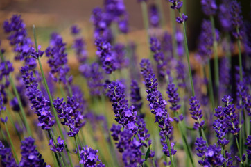 violet lavender flower in the garden