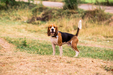 Naklejka na ściany i meble Happy beagle dog in a park