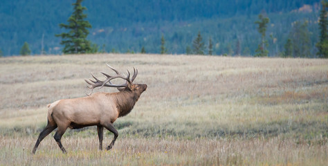 Elk