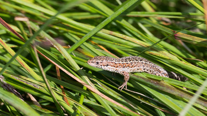 common lizard