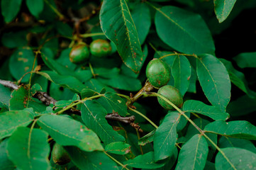 Walnut Tree Grow waiting to be harvested