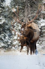 Elk