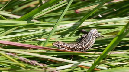lizard