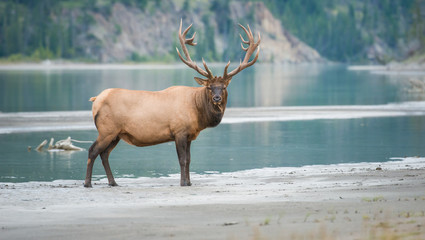 Elk