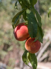 Sweet peach fruits growing on a peach tree branch in orchard.  Beautiful garden with tree ripened nectarines.