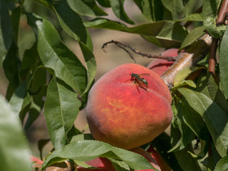 Sweet peach fruits growing on a peach tree branch in orchard.  Beautiful garden with tree ripened nectarines.