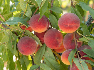 Sweet peach fruits growing on a peach tree branch in orchard.  Beautiful garden with tree ripened nectarines.