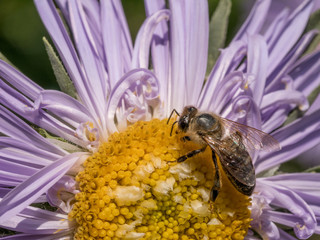 Close-up detail of a honey bee apis collecting pollen on astra flower in garden