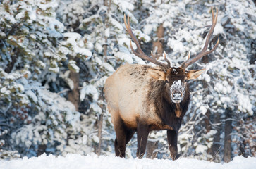 Elk