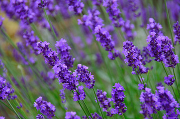 Naklejka premium fioletowy kwiat lawendy w ogrodzie