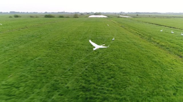 Aerial of mute swan flying over meadow swans are the largest extant members of the waterfowl family Anatidae and are among the largest flying birds and do yearly migration to warmer south 4k