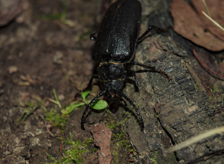 Stag beetle on a piece of woody bark