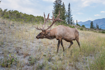 Elk