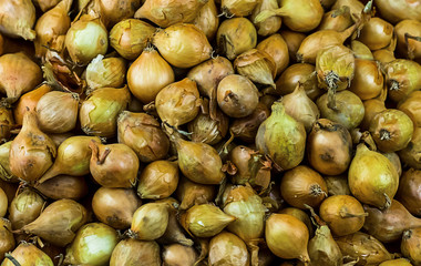 Background texture natural plant bulb sowing base botany development of vegetable flowers